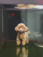Casinha de Projeção Interativa com Vida Digital 3D Personalizada do Seu Pet